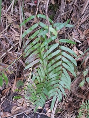 Telmatoblechnum indicum