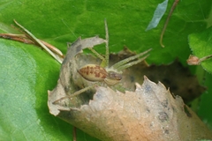 Dolomedes fimbriatus