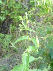 Vincetoxicum hirundinaria