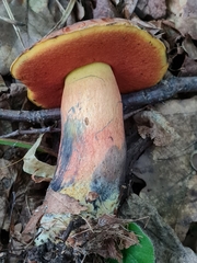 Neoboletus xanthopus