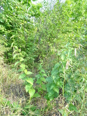Vincetoxicum hirundinaria