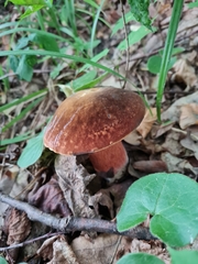 Neoboletus xanthopus