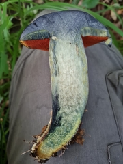 Neoboletus xanthopus
