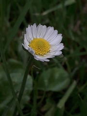 Bellis perennis