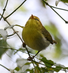 Phylloscopus ruficapilla voelckeri