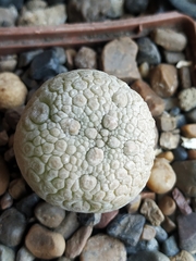 Pseudolithos