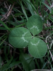 Trifolium repens