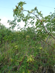 Rosa