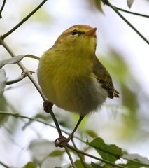 Phylloscopus ruficapilla voelckeri