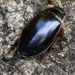 Dytiscus marginalis