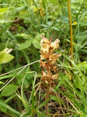 Orobanche reticulata