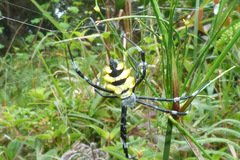 Argiope coquereli