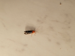 Chimarra albomaculata