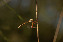 Leptogaster