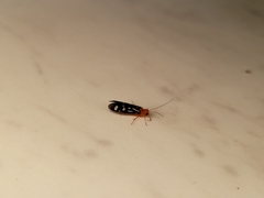 Chimarra albomaculata