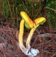 Aureoboletus betula