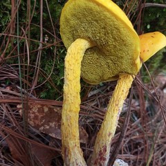 Aureoboletus betula