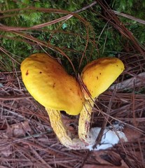 Aureoboletus betula