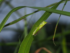 Oxya japonica