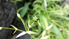 Stellaria alsine