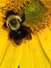 Bombus nevadensis