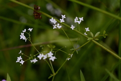 Galium rotundifolium