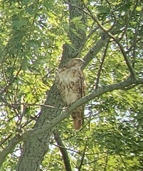 Buteo jamaicensis