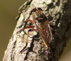 Dolopus simulans
