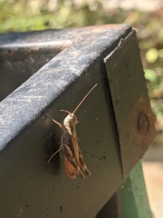 Chorthippus macrocerus