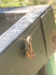 Chorthippus macrocerus