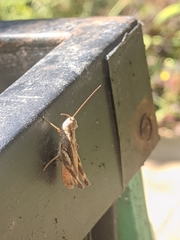 Chorthippus macrocerus