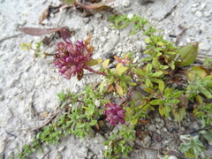 Thymus dubjanskyi