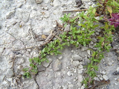 Thymus dubjanskyi