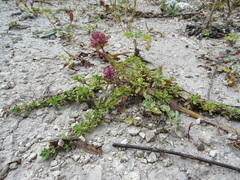 Thymus dubjanskyi