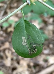 Stigmella rhamnicola