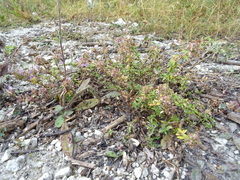 Thymus dubjanskyi