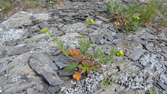 Potentilla litoralis