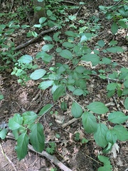 Stigmella rhamnicola