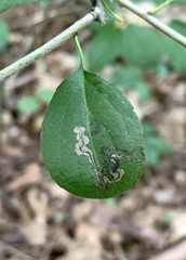 Stigmella rhamnicola
