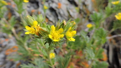 Potentilla litoralis