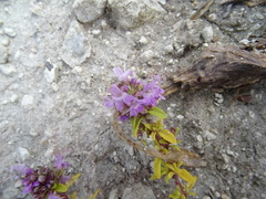Thymus dubjanskyi