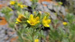 Potentilla litoralis