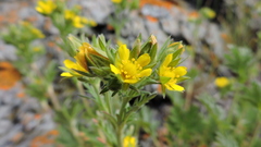 Potentilla litoralis