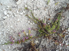 Thymus dubjanskyi
