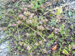 Thymus dubjanskyi