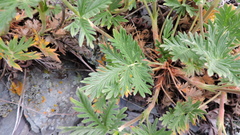 Potentilla litoralis