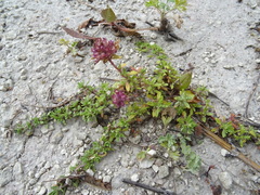 Thymus dubjanskyi