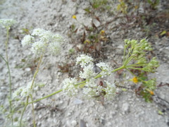 Pimpinella tragium