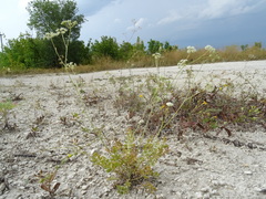 Pimpinella tragium
