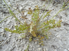 Pimpinella tragium